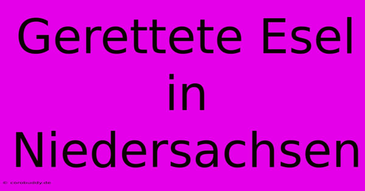 Gerettete Esel In Niedersachsen