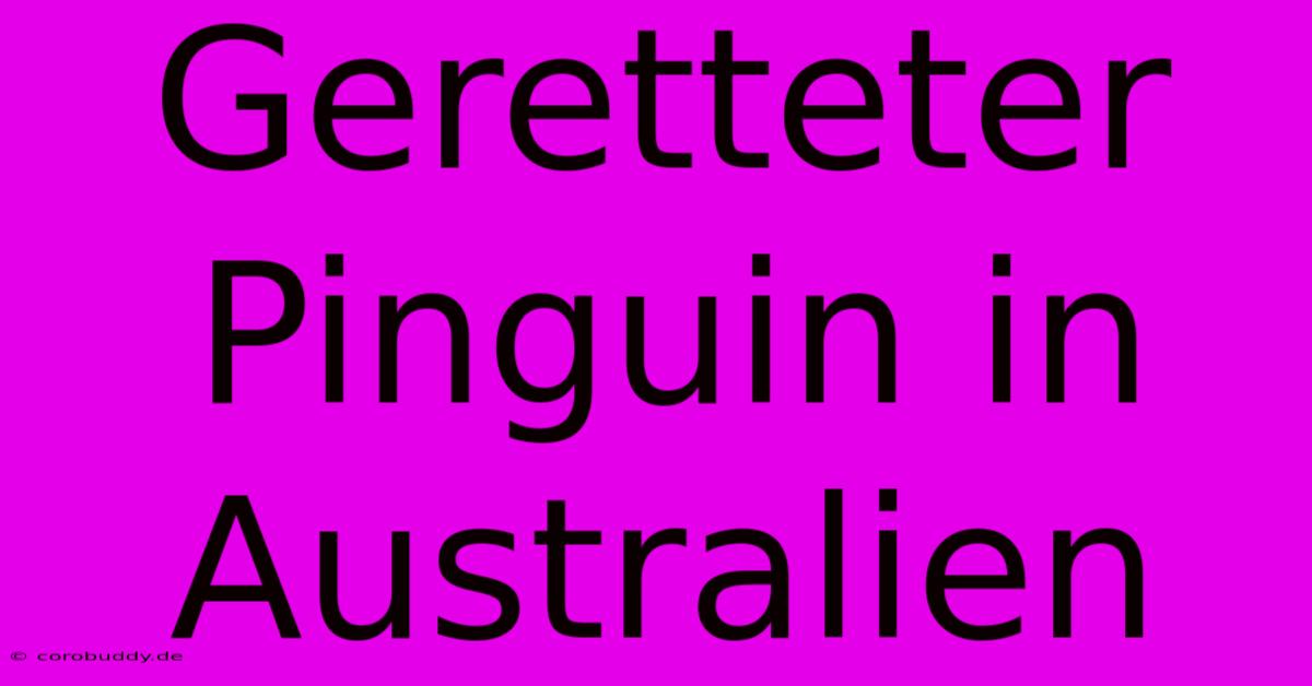 Geretteter Pinguin In Australien