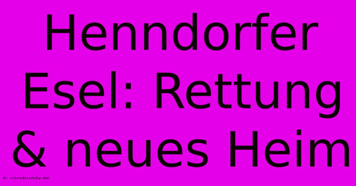 Henndorfer Esel: Rettung & Neues Heim