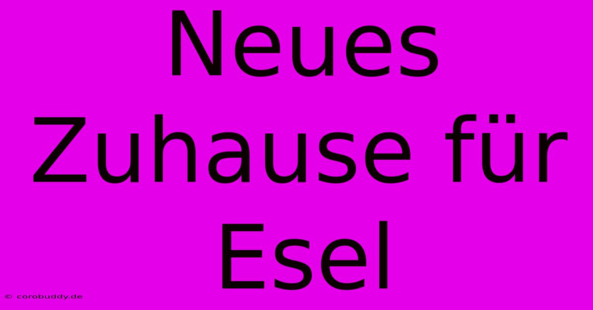 Neues Zuhause Für Esel