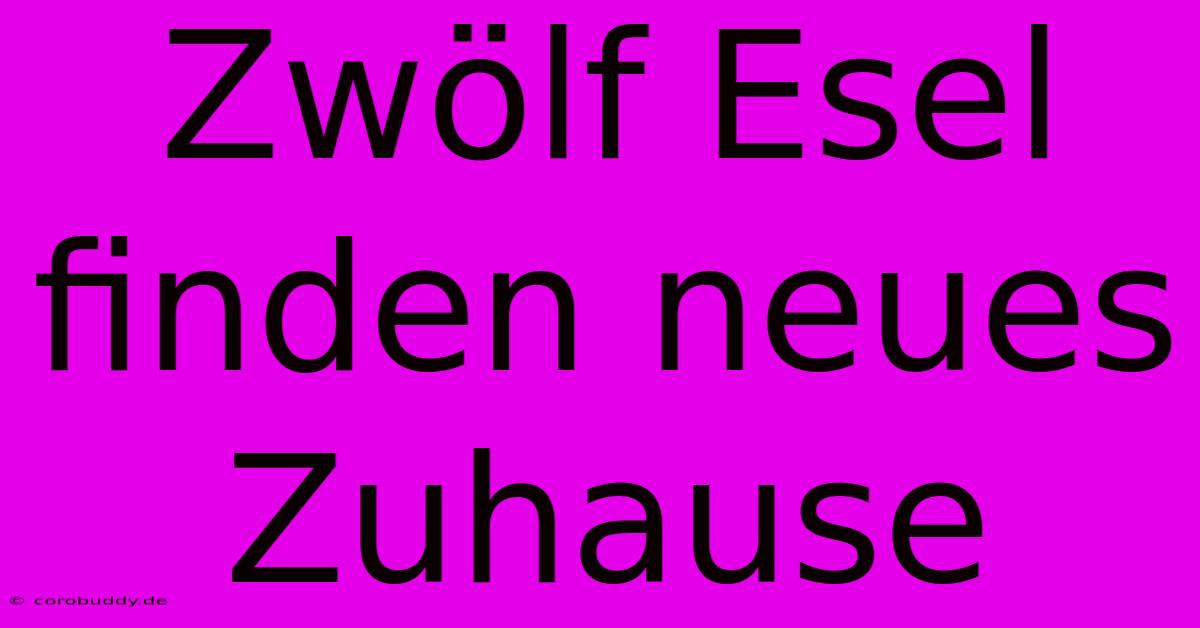 Zwölf Esel Finden Neues Zuhause